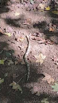 Copperhead