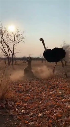 An ostrich violently strikes an invading hyena to defend its territory