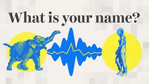 How AI could help us talk to animals