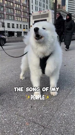 Funny Dog Singing Like a Human 😂 You’ve Never Seen a Dog Sing Like This!