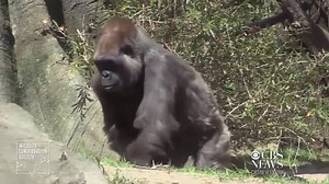 Baby gorillas make their debut at the Bronx Zoo