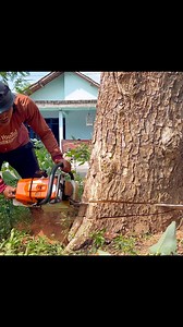697K views · 10K reactions | Fastest skill cutting tree ‼️ | Iswoko | Facebook