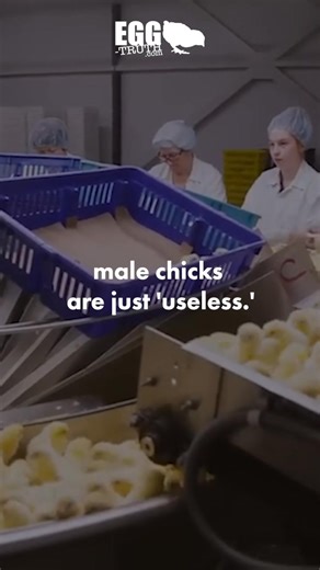 Half of all chicks born in the egg industry are male, unable to lay eggs. What happens to them? | Egg-Truth
