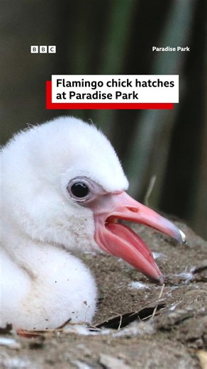 27K views · 531 reactions | A Caribbean flamingo egg has hatched at Paradise Park in Hayle.囹 | BBC Cornwall | Facebook
