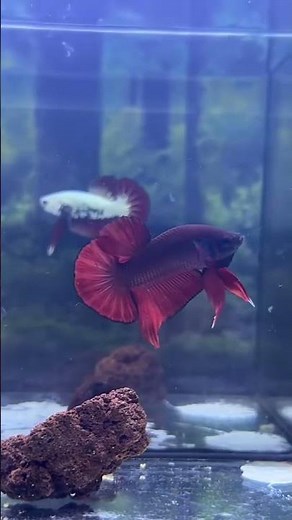 RED DEVIL 🔥😈 #bettafish #aquarium #fishcare
