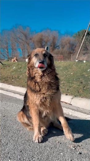 3 incredible things to know about dogs 🐶