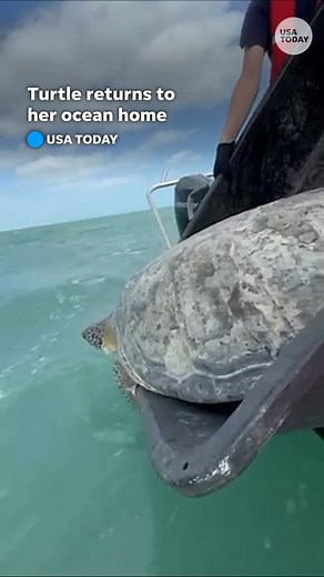 This resilient green sea turtle was rescued by The Turtle Hospital after she got stuck in a stone crab trap. Her flipper had to be amputated but it didn't stop her from returning to her ocean home. | Daytona Beach News-Journal