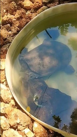 ᭚ᬓᭂᬓᬸᬯ᭟ (Kekuwa) Kura - kura - turtle 02