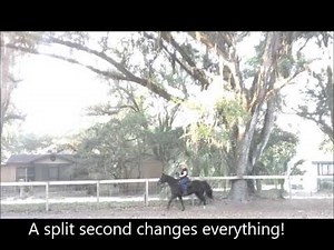 The Missour Fox trot Gait of the Missouri Fox Trotter Horse Breed Foxtrotter