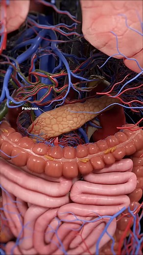 medical_animation on Instagram: "🧬 The Endocrine System: The Body’s Hormone Network 🧬 The endocrine system controls metabolism, growth, mood, and energy levels through hormone-producing glands. These chemical messengers regulate almost every function in the body. 🔹 Key Endocrine Glands & Their Functions: Hypothalamus 🧠 – The "control center" that signals other glands. Pituitary Gland 🎛️ – The "master gland," regulating growth and other hormones. Thyroid 🔥 – Controls metabolism and energy.