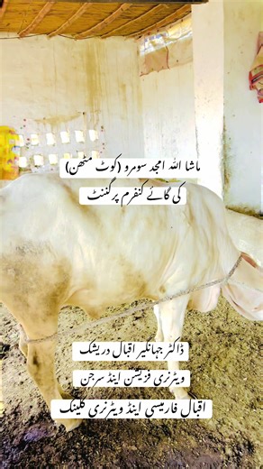 Veterinary Insights: Cow Ultrasound and C-Section Guide