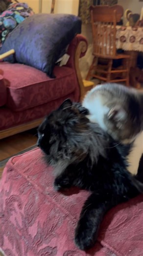 After weeks of hissing, swatting and squabbling THIS is now a common sight in our home. Though Raven-Kitty still views Edgar-Allan-Kitty as a somewhat intrusive pest, Raven now adores her new baby and feline friend. Raven has also become very protective of Edgar as well. When Heather was trying to trim his nails he had a squawking fit and Raven became so upset she almost attacked her; ears laid back, back arched, her hair standing on end and blazing murderous Hell in her beautiful eyes ( took me