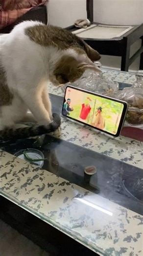 My Kitty Watching Movies 🍿😁 #cat #catshorts #cutecat #funny comedy #viralshorts