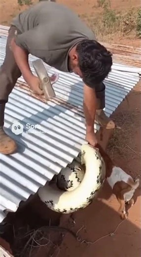 Python Coils Around Goat — A Man Smashes Hard to Rescue! Viral