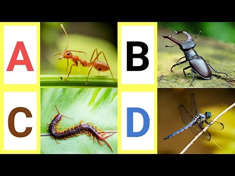 A to Z Insects | A to Z Insects with pictures & video | ABC Insects with pronounciation | ABC Insect