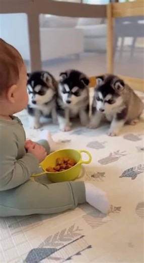 #cute #funny #pets #petdogs #baby