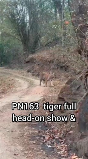 PN163 🐯 male tiger full head-on show Sighting . Pench tiger reserve Rukhad Gate.