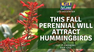 The firespike is a tropical plant with lush green leaves, topped with blazing red blooms that reach upward. It’s a favorite of hummingbirds. On this edition of Get It Growing, LSU AgCenter horticulturist Dan Gill explains how to care for this distinguished fall perennial. Learn more >> http://bit.ly/2sFktyg | LSU AgCenter