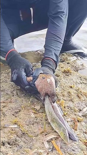 Catching & Opening a Giant Moray Eel!