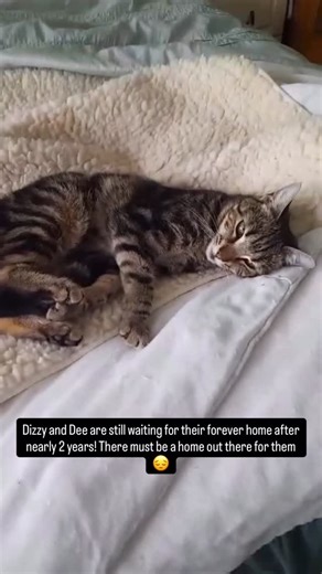 Pussycat Lodge Trust on Instagram: "Please share to try to get these sisters an indoor home 🙏🏻 Dizzy and Dee are 2 year old, pretty tabby sisters who have grown up in foster, whilst waiting for their forever home. Dee is healthy, Dizzy has a heart condition which doesn’t stop her doing much! She is now 2 years old and thriving! She can race up and down the stairs, although sometimes she has to stop and have a little rest. She does sleep more than her sister Dee and she will always be a more pe