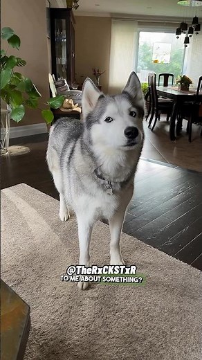 Husky Wants To Have a Serious Conversation! - RxCKSTxR Comedy Voiceover