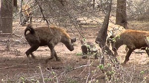Honey Badger will win... #Likepage #ShareVideo | Wild Animal World