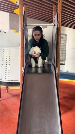 Cute Small Bichon Frise Pup Training Moments