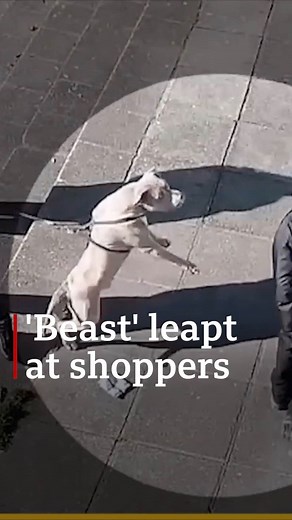 20K views · 360 reactions | Jack Lis, 10, died after being attacked by a dog called "Beast" In this footage, played before a court, the American or XL Bully can be seen leaping aggressively at shoppers Sentencing the owners, the judge said their decision to keep the dog was "utterly irresponsible" Read more here: https://bbc.in/3xO3FIB | BBC Wales News | Facebook
