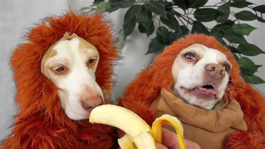Pups show off epic disguise wizardry