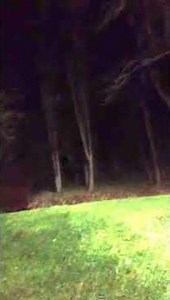 Fox Mating Call