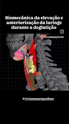 Biomecânica da elevação e anteriorizacao da laringe durante a deglutição #fonovim