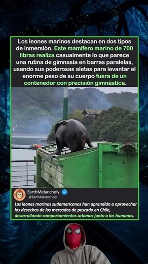 Los leones marinos y sus habilidades para buscar comida en la basura