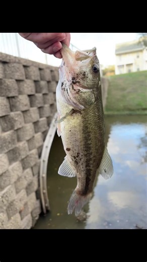 Prodzz. (@mr.switch18)’s videos with original sound - LastReaper