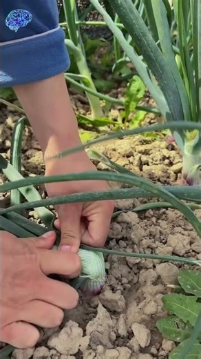 Tại sao nông dân lại cắt trụi lá hành tây?