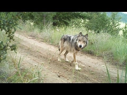 Culling wild animals is still controversial