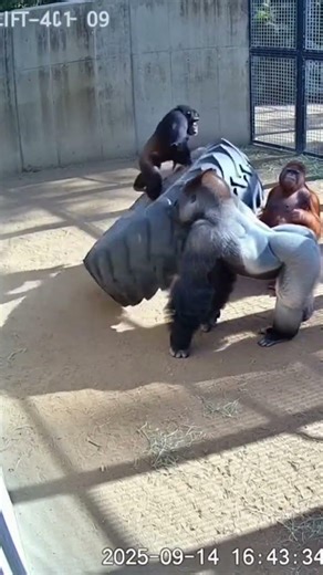 They Struggled For Minutes... Then The Gorilla Did THIS! 😱