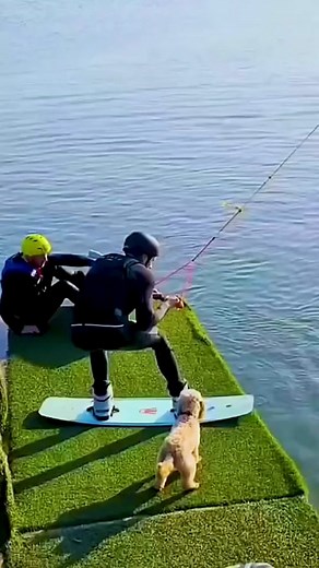 Hilarious Animal Compilation - Endless Laughter Guaranteed!