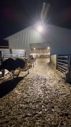 1K views · 346 reactions | How do we sort cows to breed? How do we scrape the holding area? A few questions answered in this video back behind the milking parlor. #dairy #dairyfarming #farmer #familyfarm #life | FarminwithTrev | Facebook