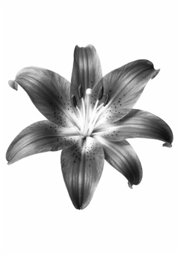 The Last Day - Moby Lyrics Video