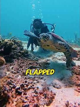 Saved a turtle twice from fishnets and an orca! It led me to a secret ocean treasure!😭❤️#seaturtles