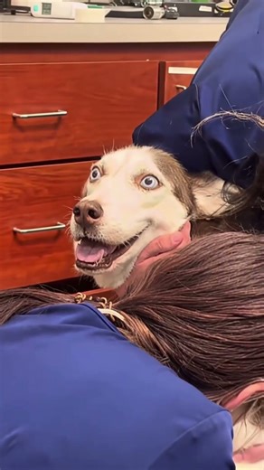 This is so funny, l couldn't stop laughing #funny#funnyvideos#duet#fyp#pov