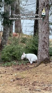 Poor Joy 😭😭😭 (that was funny I’m sorryyy) #dogs #thunder #scared #sad #meme #funny #cute #dogsdaily #comedy #nature | MisterMainer