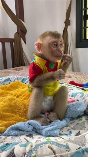 Funny Monkey Moments 😂🐵