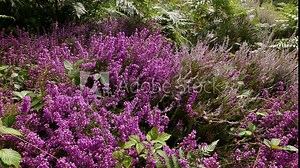 Bell Heather, Erica cinerea in flower growing alongside Ling, Calluna vulgaris, which is justing coming into flower. Highgate Common. Staffordshire. Summer. UK