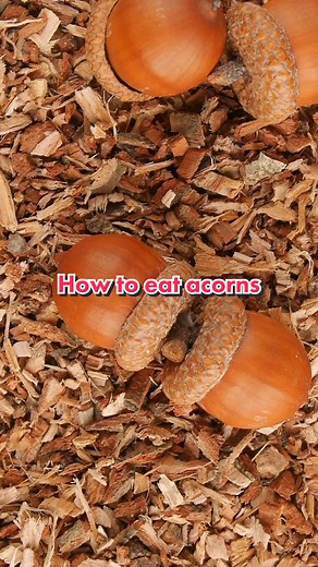 Still looking for a Thanksgiving dish? How about roasted acorns? Yup...