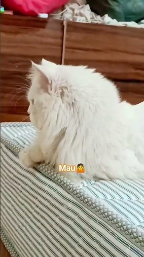 Amazing Cat Performs Magic Trick! #Cats #Tricks