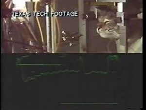 Cruel Cat Experiments