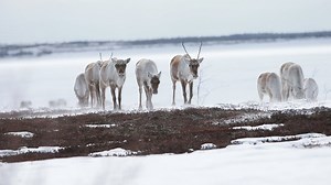 27K views · 257 reactions | The more we know about barren-ground caribou, the better we can protect their future. | WWF-Canada | Facebook