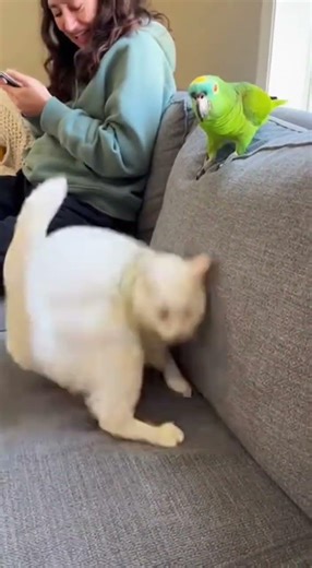 Parrot vs Cat Gone Wrong – Police Get Involved! 🚔🤣