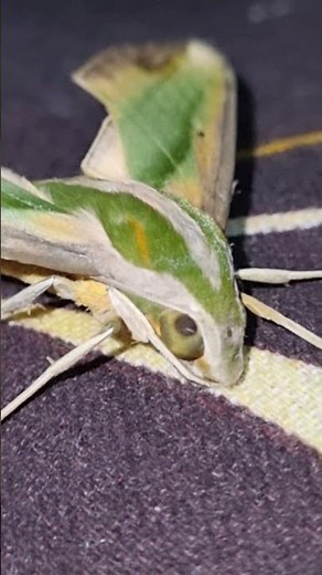 Rare Green Hawk Moth Spotted at Night! 🦋🌙 | Nature's Flying Beauty